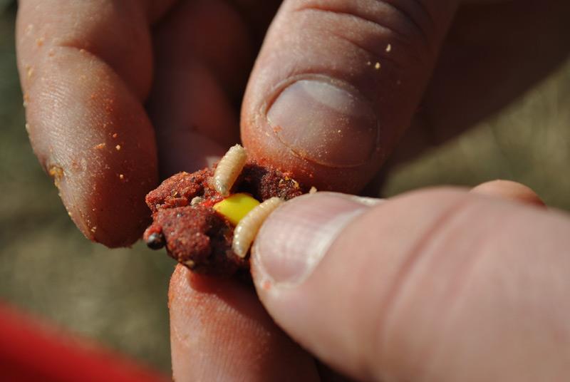 Miniboiliesul solubil cu viermisori pentru apa rece.